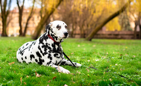 Dalmatian dog lies on green grass against a background of blurred trees. The dog is old and is eight years old. He has a collar on his neck. The photo is blurred