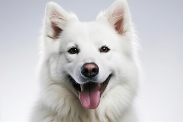 Fototapeta premium happy white dog with its tongue out, looking directly at the viewer. Generative AI