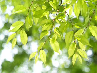 新緑のケヤキの葉