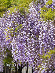 Obraz premium 藤の花