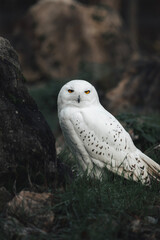 owl