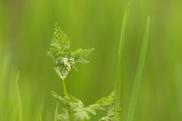 Green plant isolated on green background