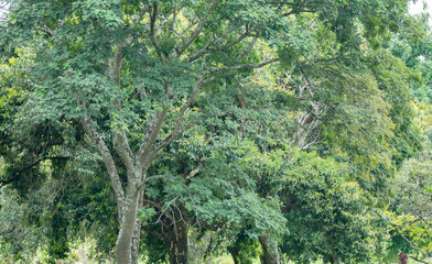 Tropical forest natural landscape for background