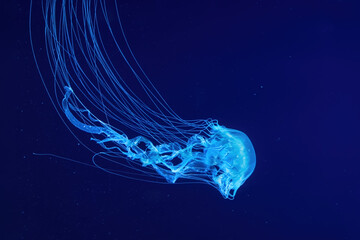 Fluorescent jellyfish swimming underwater aquarium pool with blue neon light