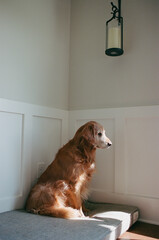 elderly golden retriever looking out the window