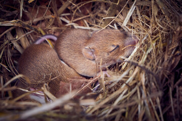 Baby mice sleeping in nest in funny position (Mus musculus)