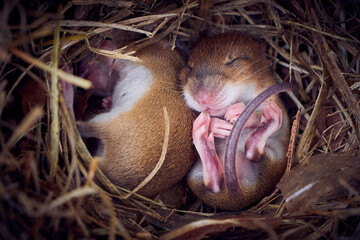 Baby mice sleeping in nest in funny position (Mus musculus)