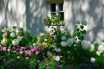 białe hortensje na rabacie kwiatowej w cieniu  przy ścianie domu (Hydrangea arborescens),...