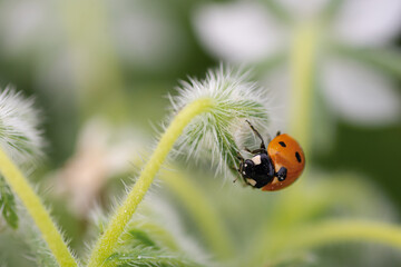 Macro of a ladybug in nature