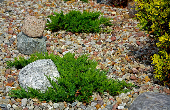 jałowiec płozący na ogrodowej rabacie, żwirowa rabata z iglakami (Juniperus), Coniferous bushes in a flower bed, flower bed with stones and coniferous plants	