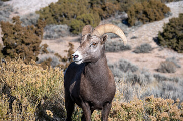 Fototapeta premium Bighorn Sheep