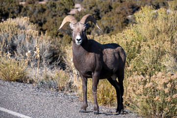 bighorn sheep