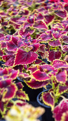 coleus grown in the greenhouse