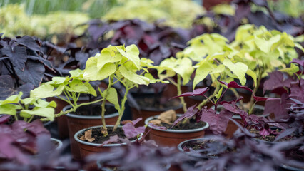 plants grown in the greenhouse