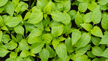 view of the plants from the top