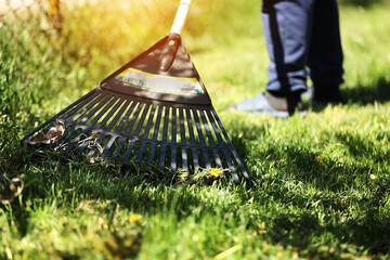 Unrecognised man is raking leaves with a plastic black rake. Cleaning of garbage and dry grass from the lawn with a fan rake. Concept of preparing garden for winter, spring. Taking care of garden