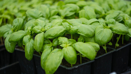 containers with basil in the greenhouse