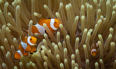 Clown Fish in Anemone Home