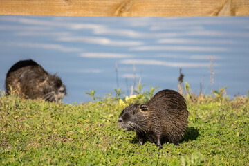 Nutria Myocastor coypus or coypu, semiaquatic rodent and invasive species, lake and rivers habitat