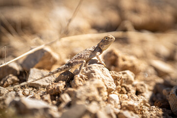 Majestic Camouflage: Macro of A Chameleon in the Desert on a Rock Blending into Its Surroundings