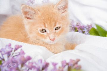 Cute ginger kitten and pink flowers on a white blanket. Greeting card with women's day, birthday, mother's day