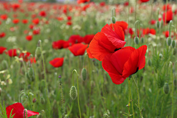 Red oriental poppies field on an environment friendly flower farm. Close up, copy space, background. Selective focus.