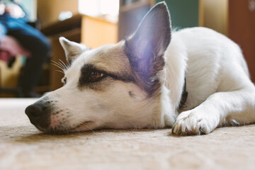 Dog lying on floor at home. Shallow dof.