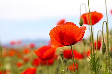 Red oriental poppies field on an environment friendly flower farm. Close up, copy space, background. Selective focus.