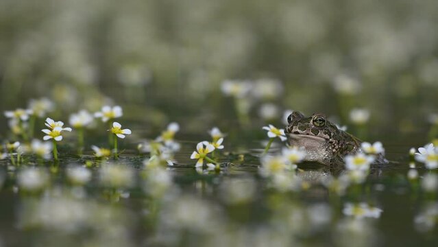 Beautiful european green toad Bufotes viridis.