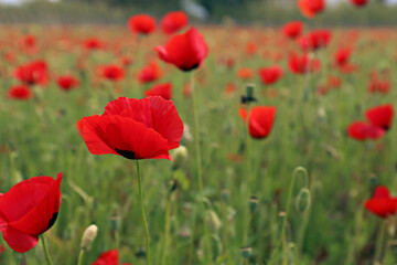 Red oriental poppies field on an environment friendly flower farm. Close up, copy space, background.