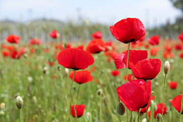 Obraz premium Red oriental poppies field on an environment friendly flower farm. Close up, copy space, background.