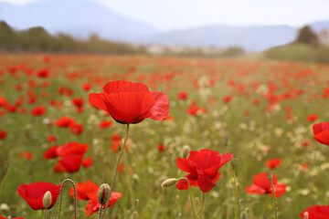 Red oriental poppies field on an environment friendly flower farm. Close up, copy space, blurred mountains background. Selective focus.
