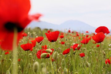 Red oriental poppies field on an environment friendly flower farm. Close up, copy space, blurred mountains background. Selective focus.