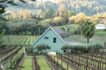 Peaceful Napa Valley California scene with vineyards in view
