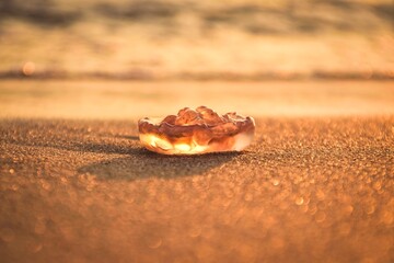 Abstract concept at sunset over the sea. Glowing jellyfish on the beach in Jastarnia, Poland. Photo with a shallow depth of field.