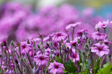 Fototapeta premium Close up of Madeira cranesbill (geranium maderense) flowers in bloom