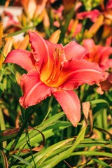 Beautiful pink lilly flower on a blurred background. Rust daylilly in summer scenery. Photo with a shallow depth of field.