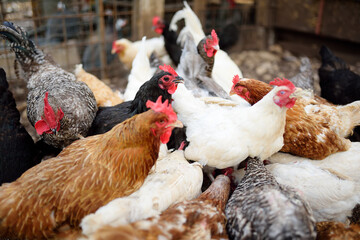 Chickens and roosters are walking in the farm coop. Floor cage free chickens is trend of modern poultry farming. Small business.