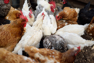 Chickens and roosters are walking in the farm coop. Floor cage free chickens is trend of modern poultry farming. Small business.