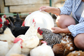 Female farmer feeding chickens from bio organic food in the farm chicken coop. Floor cage free chickens is trend of modern poultry farming. Local business. © Maria Sbytova