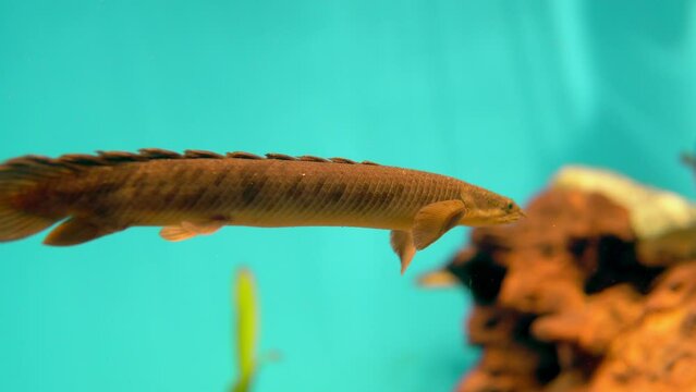 This video showcases a close-up view of a Polypterus fish swimming in an aquarium
