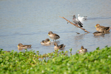 Yellow-billed pintail fishing in the lagoon
