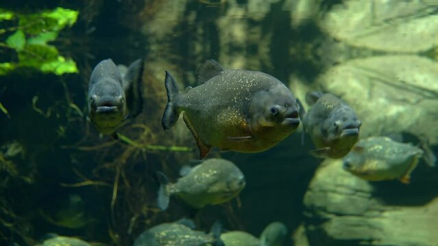 He Piranha Fish Calmly Swims In The Aquarium. The Camera Captures A Close-up View Of Its Sharp Teeth And Scales