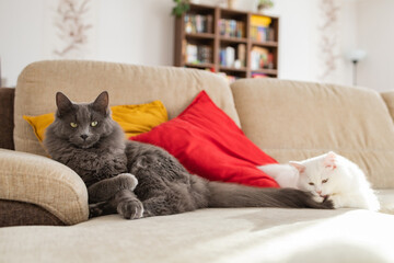 Two fluffy cats, gray and white, lie on the sofa. The kitten plays with the cat's tail. Coexistence...