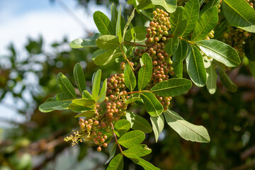 fruits of aroeira, known as pink pepper