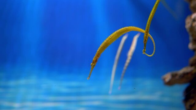 A video captures two seahorses, with one hitching its tail onto the other, slowly descending to the bottom