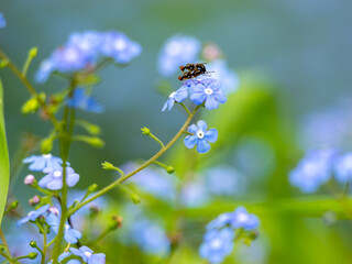 Repruduction of two flies on a beautiful blue blossom