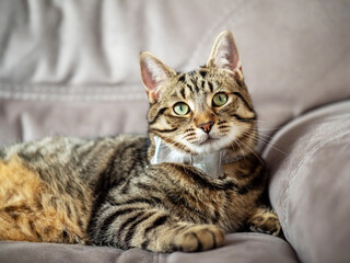 Obraz na płótnie Canvas Cute and stylish tabby cat with silver bow tie on a couch. Beautiful pet at home with simple decoration.