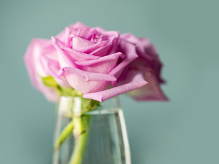 Pink rose bouquet, light blue background, selective focus. Decoration in a house concept. Light and airy look.