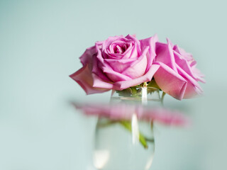 Pink rose bouquet with light distorting object, light blue background, selective focus. Decoration in a house concept. Light and airy look.